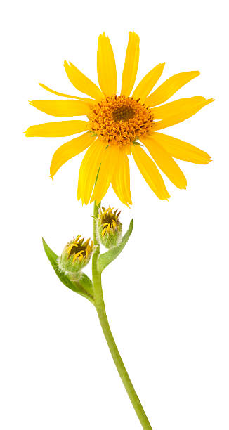 A picture of a budding and bloomed yellow arnica Montana stock photo