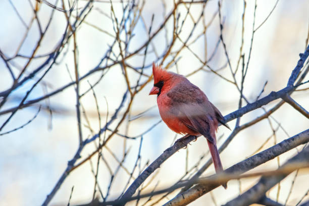 A picture of a Cardinal bird stock photo