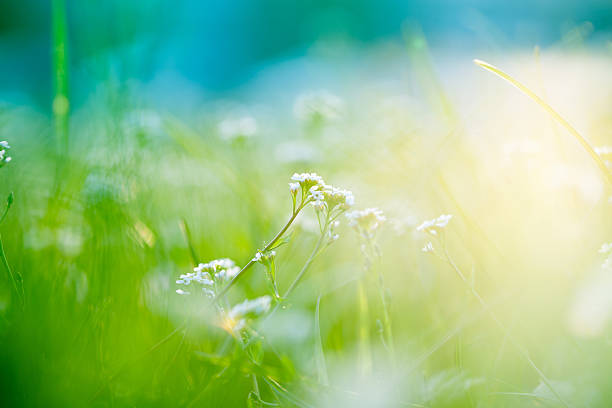 A picture of a field with sunlight Beautiful green field with wildflowers. dew photos stock pictures, royalty-free photos & images