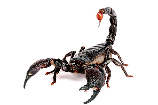 Picture of a poisonous emperor scorpion Emporer Scorpions (Pandinus imperator) are from West Africa.  They live and thrive in hot, humid regions.  Not aggressive.  Sting hurts, but venom is generally harmless.  A lot of people keep them as "pets." arachnophobia stock pictures, royalty-free photos & images