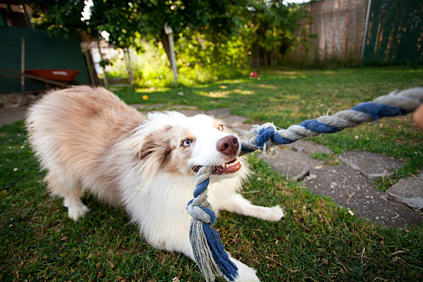 Picture of a puppy tugging on a rope stock photo