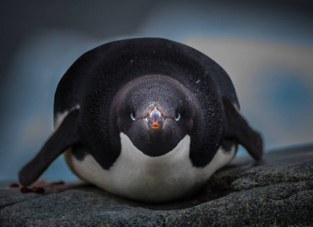 PIcture of Adelie penguin on the rocks Picture of Adelie penguin on the rocks in Antararctica with selective focus on the penguin adelie penguin photos stock pictures, royalty-free photos & images