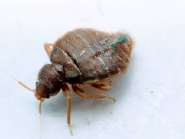 A picture of bedbug