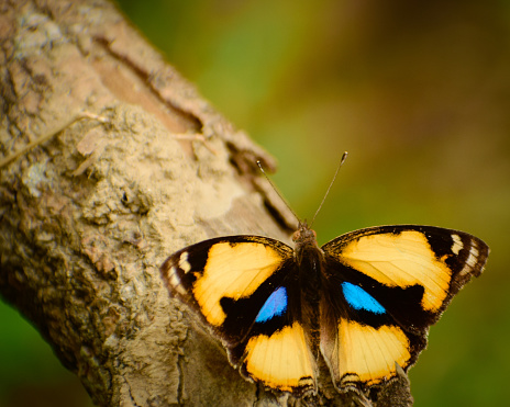 Junonia hierta, the yellow pansy, is a species of nymphalid butterfly found in the Palaeotropics.