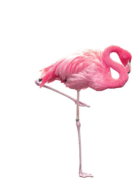 picture of pink flamingo sleeping on one leg - flamingo stockfoto's en -beelden