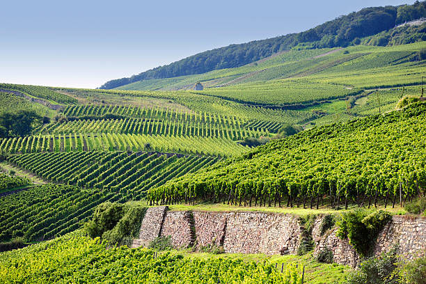 A picture of the Rheingau Riesling Vineyards stock photo