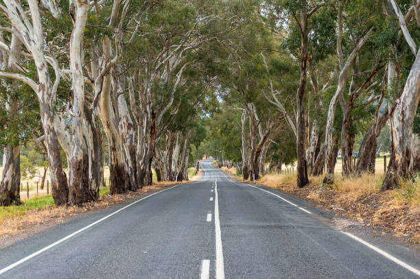 Picturesque countryside road with eucalyptus trees on sides stock photo
