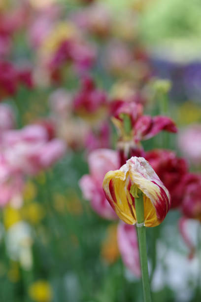 Picturesque tulip image stock photo