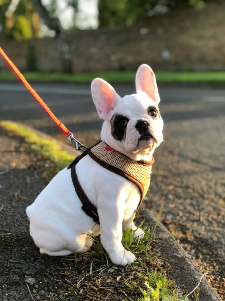 Piebald french bulldog puppy on harness and lead, outside for a walk stock photo