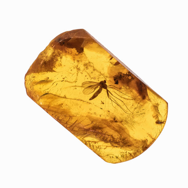 Piece of amber with insects inclusions stock photo