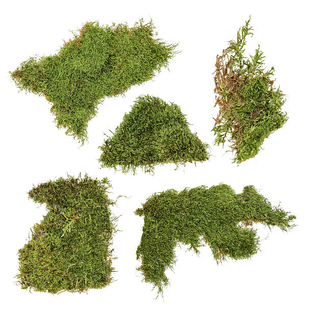 piece of green moss piece of green moss moss stock pictures, royalty-free photos & images