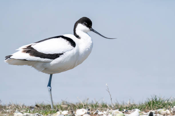 Pied Avocet is standing on one leg from the side stock photo