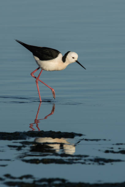 Pied Stilt Wading Pied Stilt feeding in natural wetland surroundings, shallow depth of field and reflection. black winged stilt stock pictures, royalty-free photos & images