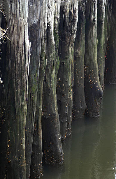 pier pilings in green water stock photo