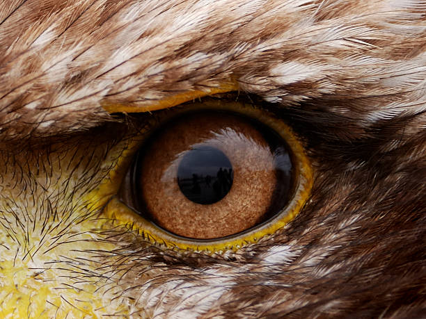 piercing close-up view of brown american eagle eye - dierenoog stockfoto's en -beelden