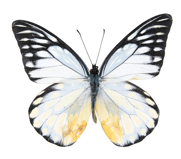 Pieridae:Black and white butterfly stock photo