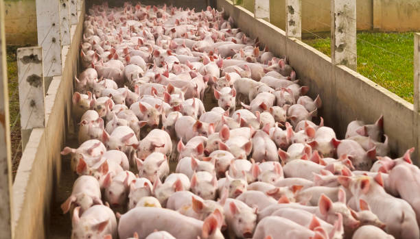 pig breeding, Agro pigs stock photo