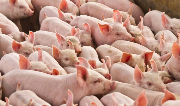 pig breeding, Agro pigs stock photo