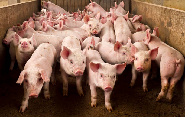 Pig Farm Agribusiness Pig stock photo