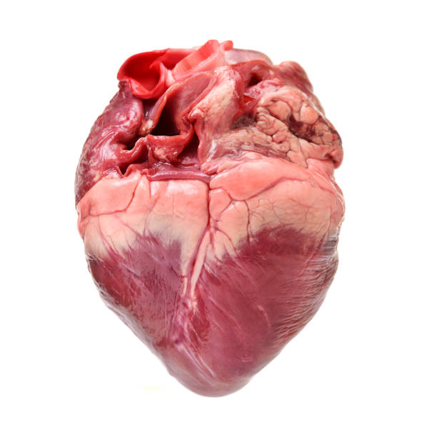 Pig Heart Stock Photos, Pictures & Royalty-Free Images - iStock