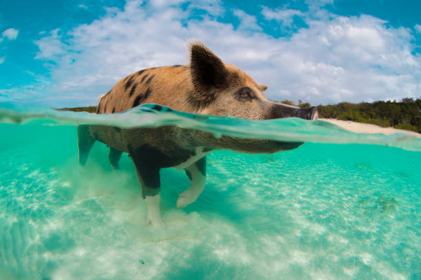 Pig in Pig Beach stock photo
