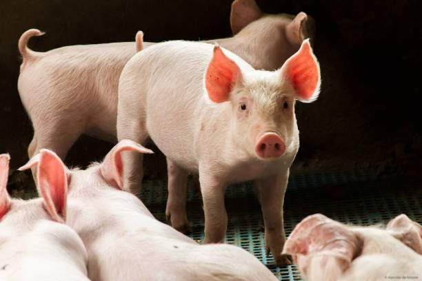 pig on farm stock photo