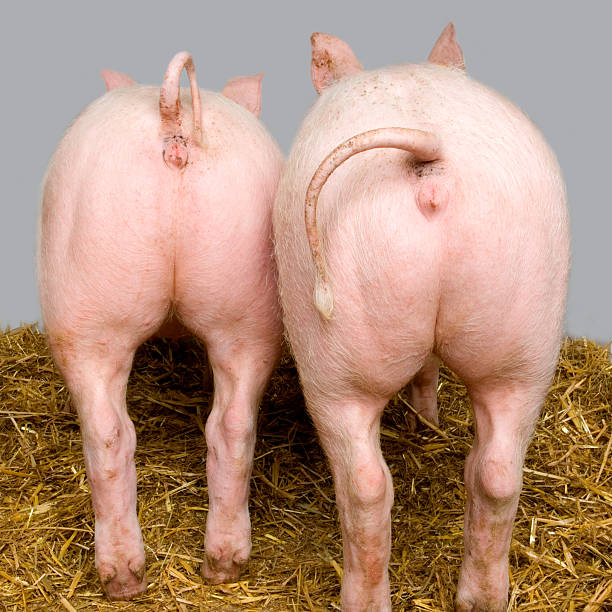 264 Pig Bottom Stock Photos, Pictures & Royalty-Free Images - iStock