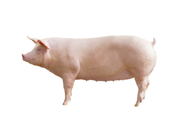 pig pig breeding stock photo