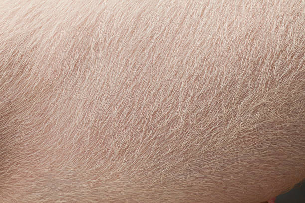 Pig skin Pig skin close up hairy stock pictures, royalty-free photos & images