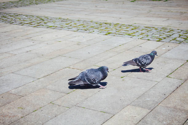 Pigeon family. I think it's like in the real life stock photo
