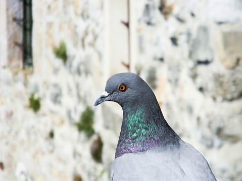 The close up image of beautiful pigeon which gazing at something curiously in city centre, Mostar, Bosnia and Herzegovina at  2011