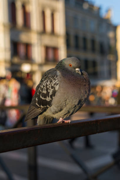 Pigeon in Venice Pigeon in Saint Mark Square, a major problem for the city of Venice bills saints stock pictures, royalty-free photos & images
