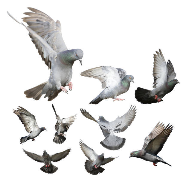 duif geïsoleerd op witte achtergrond - duif stockfoto's en -beelden