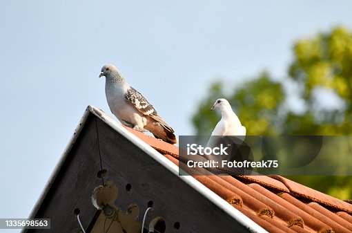 istock Pigeon on a dovecote 1335698563