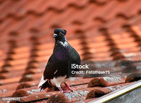 istock Pigeon on a dovecote 1335698592