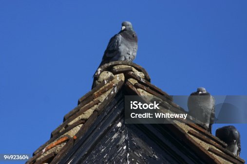 istock Pigeon on top 94923604