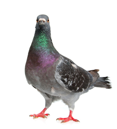 PigeonMore Pigeons: