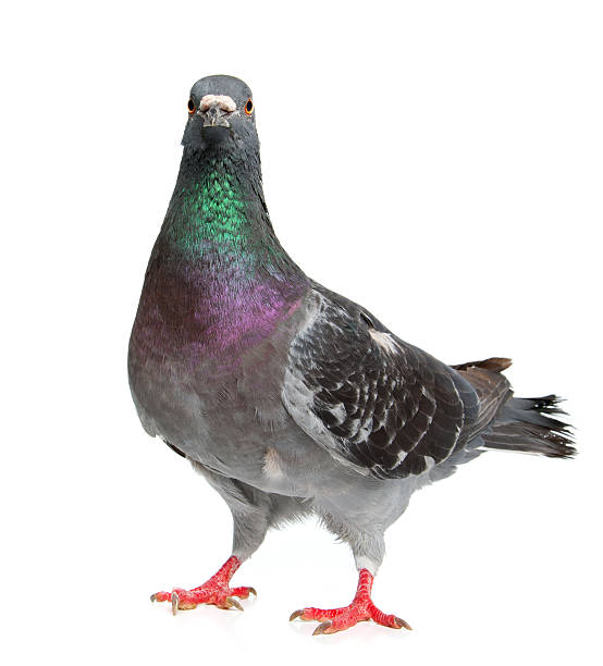 pigeon - duif stockfoto's en -beelden