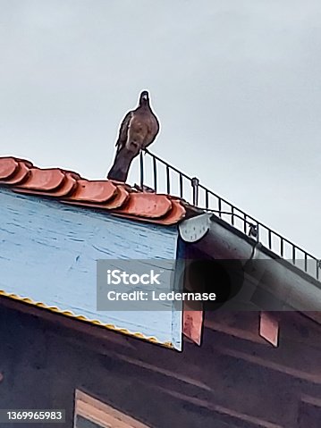 istock A pigeon sits on a roof 1369965983