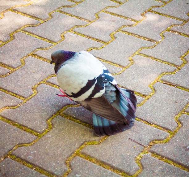 Pigeon walking heavy looking like is having a lot on the mind stock photo