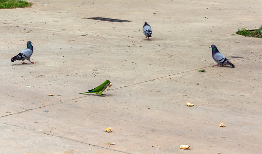 Pigeons looking at green parrot