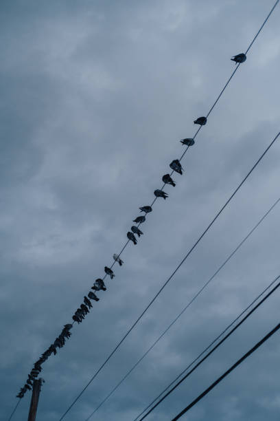 Pigeons on the wire stock photo