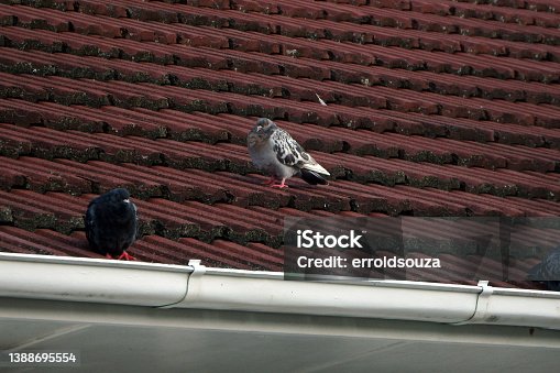 istock Pigeons perched on a red tiled roof of a house 1388695554