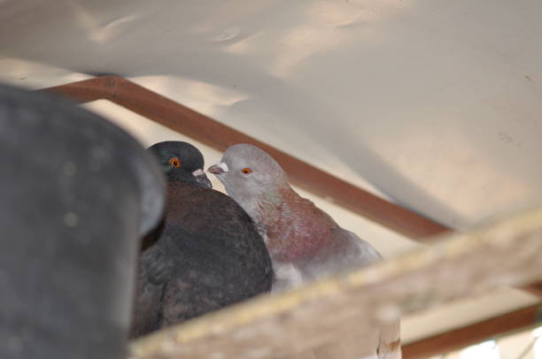Pigeons stock photo