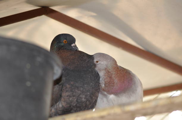 Pigeons stock photo