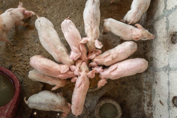 Piglets are scrambling to eat food in a pig farm. stock photo
