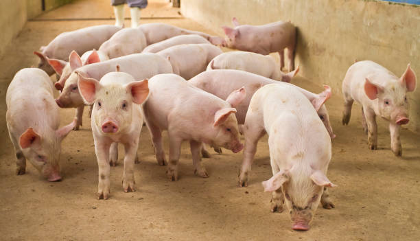 piglets in creiation scene in pig farm pig breeding domestic pig stock pictures, royalty-free photos & images
