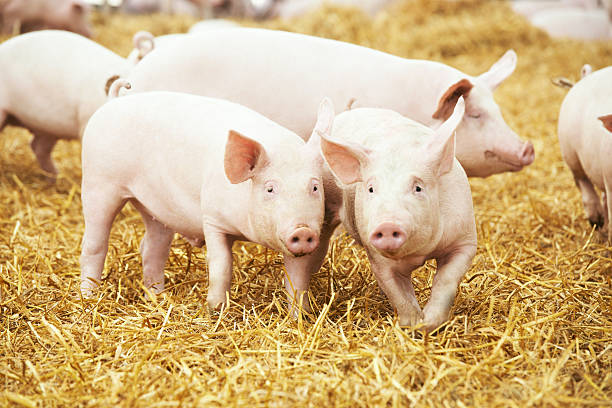 piglets on hay and straw at pig breeding farm stock photo