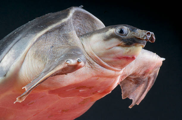 Pig-nosed turtle / Carettochelys insculpta stock photo