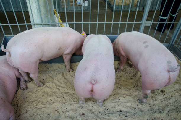 Pigs on the farm Pigs on the farm fat asses stock pictures, royalty-free photos & images
